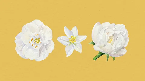 Spezialisierung auf botanische und naturalistische Illustrationstechniken