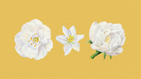 Specialization in Botanical and Naturalistic Illustration Techniques